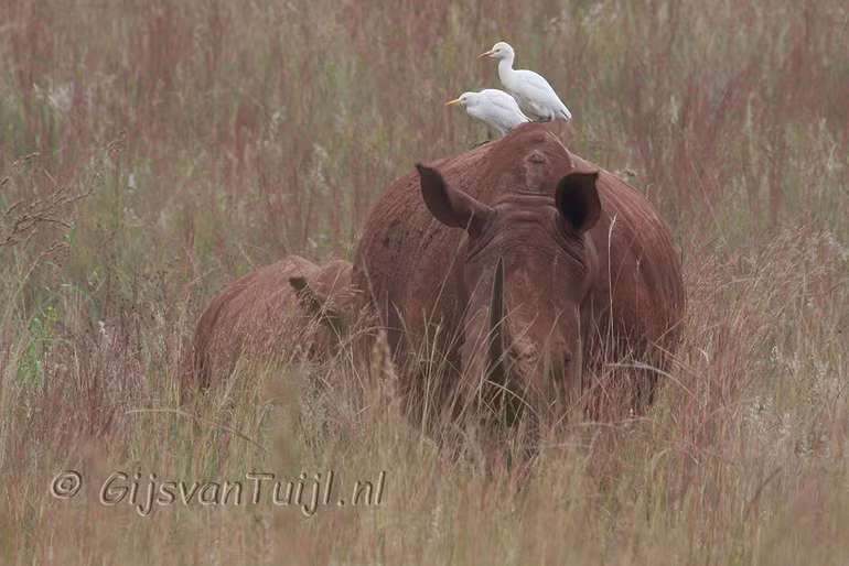 Lo Dieren in Zuid Afrika  (Collage) 2010